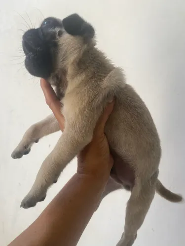 Filhote de Pug macho