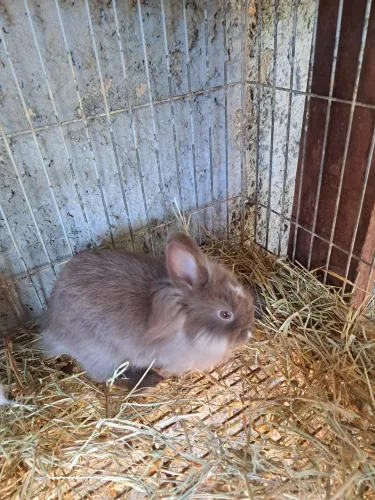 Vendo lindos filhotes de mine coelhos disponível 