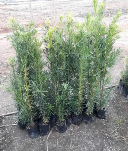 Podocarpus cerca viva plantas