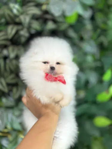 FILHOTES DE LULU DA POMERANIA!!!