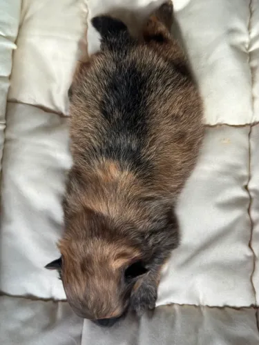 Lulu da pomerania macho