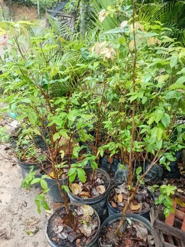 Plantas e jardins
