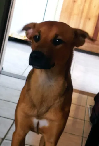 Doação de cachorro