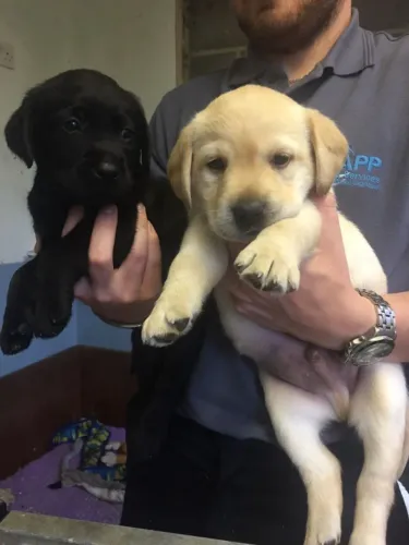 Labrador Retriever,Labrador Retriever Filhote Muito Amoroso e Dócil