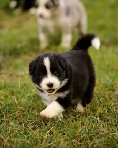 Filhotes de Border Collie | Doce e obediente.