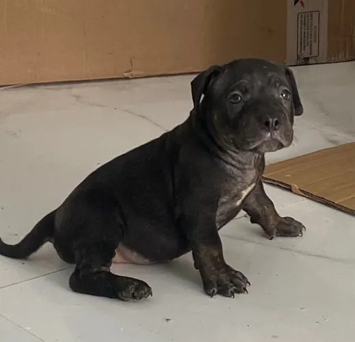 Filhotes de American Bully