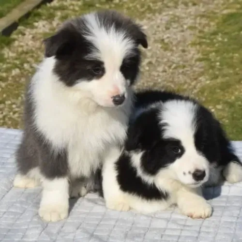 Filhotes de Border Collie | Uma companhia cheia de amor e alegria.
