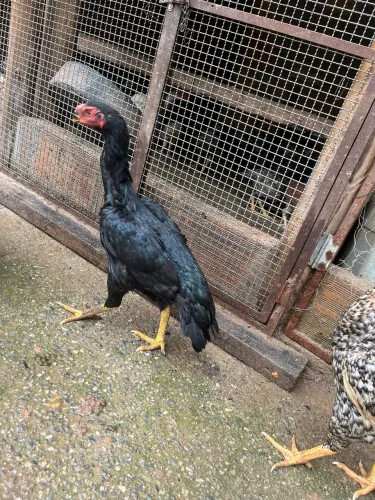GALINHA ÍNDIA BICO CURTO, CRISTÃ BOLA?