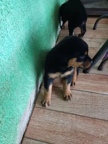Rottweiler Esse filhotinho nasceu para iluminar seus dias