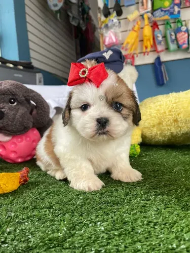 Shihtzu fêmea tricolor