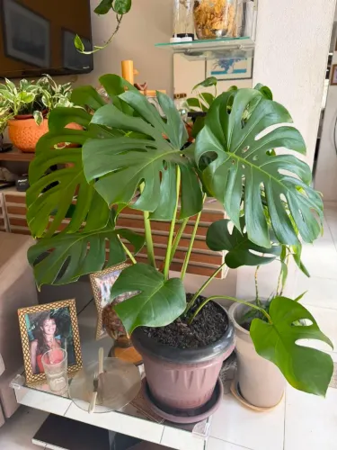 Planta costela de Adão,para mesa , aparador,