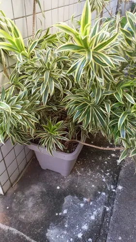  Linda planta Dracena verde e amarela  no jarro cor clara 