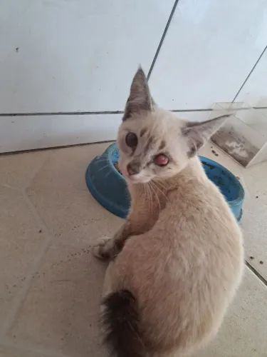Doa se gatinha