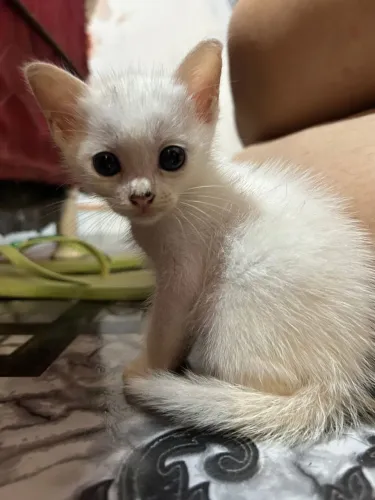 Doação Gato 