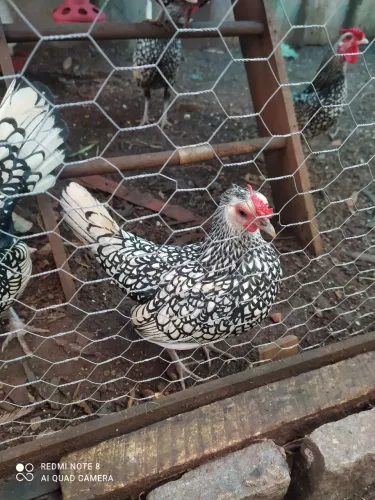 galinha Sebright 