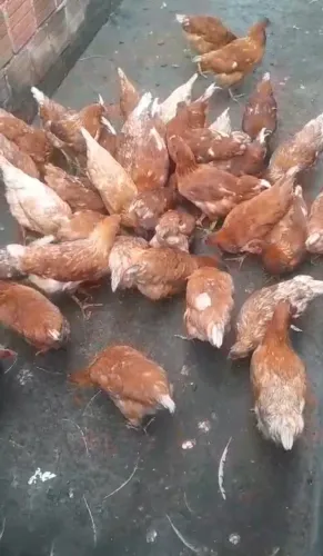 Galinha poedeiras início de postura