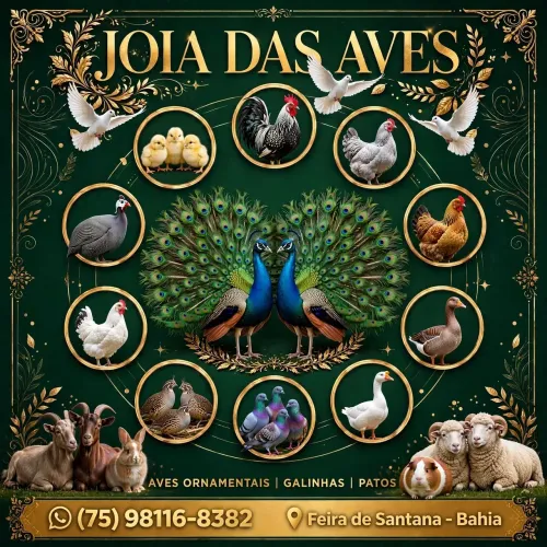 Chega no ZAP