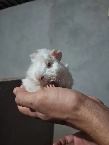Porquinho da índia abissínio macho