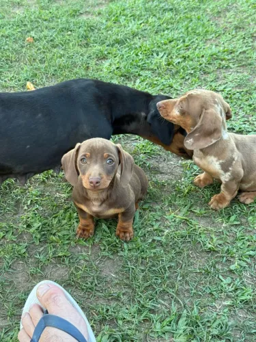 Dachshund