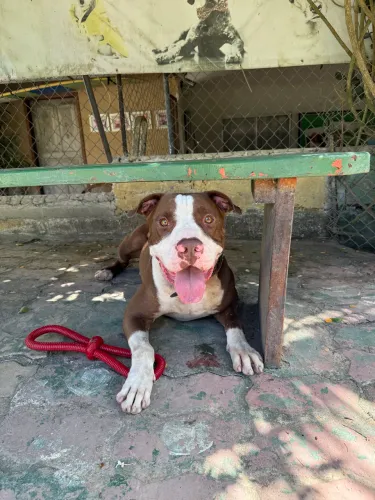 Adoção pitbull 