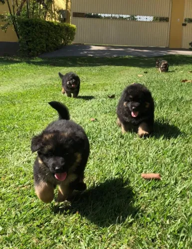 Pastor alemão pelo longo top procedência j