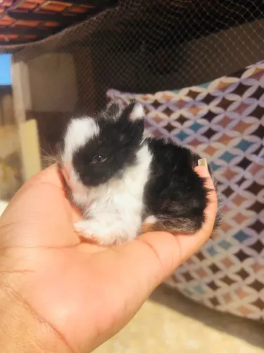 Coelho anão da raça netherland dwarf linhagem importada black vm - macho olhos claros 