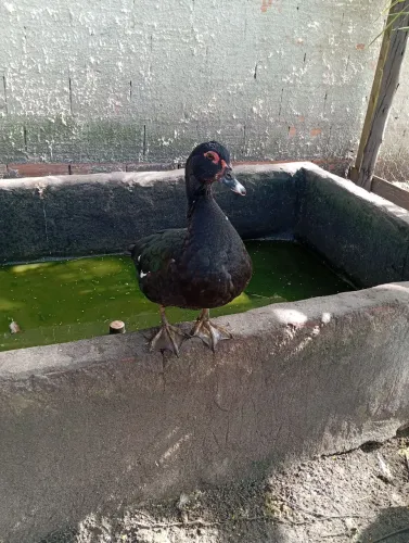 Vendo Patos 