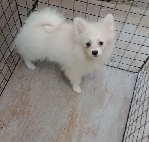 Spitz alemão