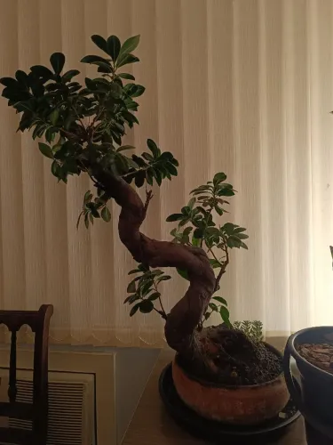 Bonsai Ficus +10 Anos de idade