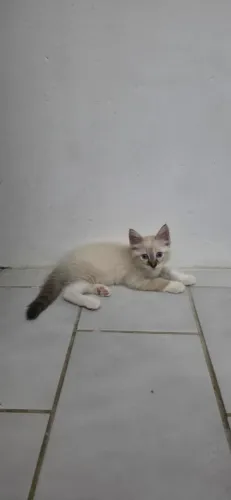 Gatinho para doação 
