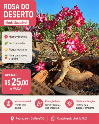 Muda Rosa do Deserto 