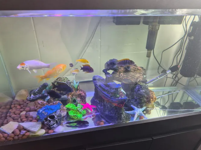 Aquário completo 200 litros