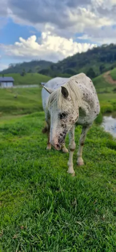 Cavalo (égua) Appaloosa