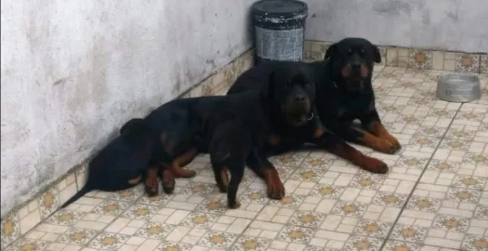 Rottweiler cabeça de touro macho e femea raça pura lindos