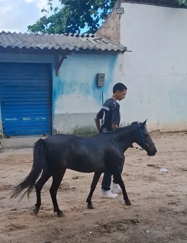 Ponei
