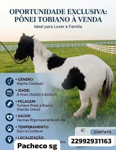 Vendo Mini pônei