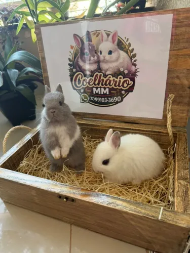 Mini coelho..Melhor Pet...Dia dos Namorados...Presente perfeito.... Mini coelhos Netherlan
