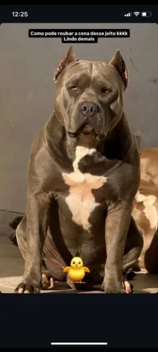 Cachorro pit Monster