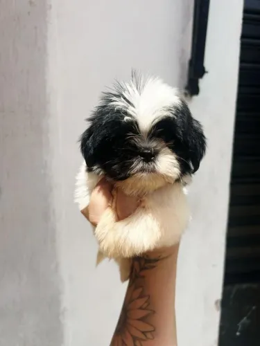 Filhotes de Shih Tzu | Cheio de vida.