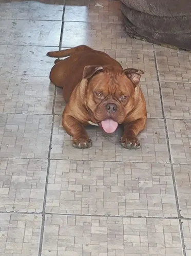 Doação American Bully micro