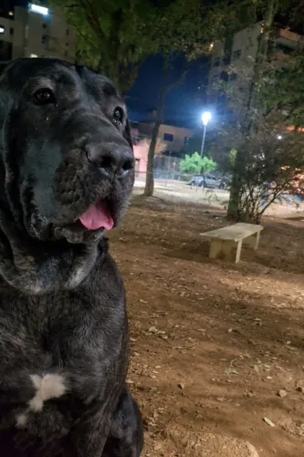 Fila Brasileiro a procura de um namorado 
