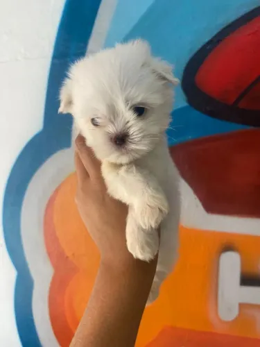 Filhote de Maltês pequeno no porte gigante no carinho 