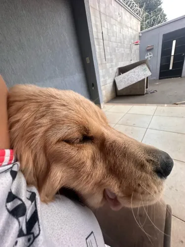 Golden retriever