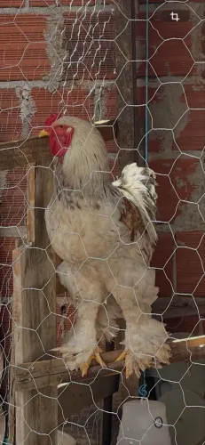 Galo Brahma novo