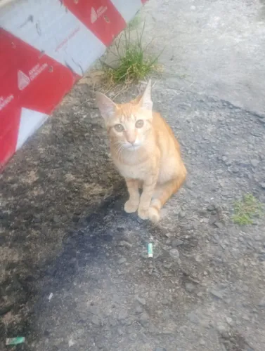 Adoção/Doação Responsável - Gato