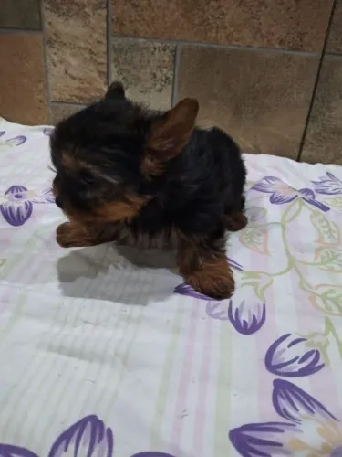 Disponível machinho e femea de Yorkshire 