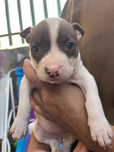 Filhote de pitbull