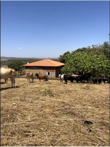 Vendo sítio de 12 hectares no município de Padre Bernardo Vereda 2 - Goiás