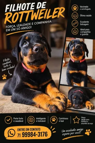 Filhote de rottweiler puro macho.