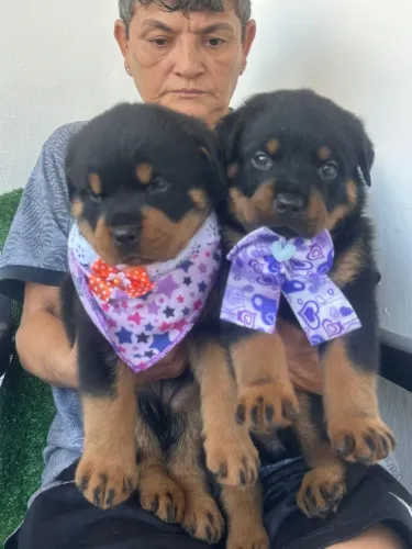 Rottweiler cabeça de Touro com pedigree 
